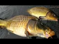 Download Lagu Carp fishing Rixton clay pits WAA Cheshire