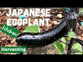 Eggplant Japanese or Ichiban TO HARVEST