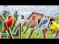 The ULTIMATE Backyard Bird Identification Guide