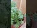 Download Lagu scented geranium in pot☘️