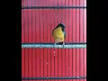 Download Lagu masteran burung teledekan gacor