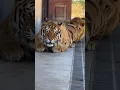 Download Lagu Sneaky Tiger and Lion 😳🐯🦁