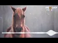 Download Lagu UM CAVALO ABANDONADO - Cizinho e Forró Bandido