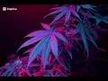BEENIE MAN_-_BACK IT UP REMIIX [ TXC x SVN ] 2026 ReQ NO.3