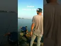 Download Lagu Mancing Barramundi/Kakap Putih #shorts #shortvideo #fishing #mancing #barramundi