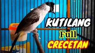 pancingan kutilang gacor full crecetan cocok untuk memancing burung kutilang langsung nyaut