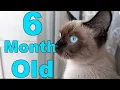 Siamese Cat MIX Himalayan Cat 6 month old cat