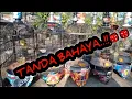 Download Lagu Bunyi Pleci Lagi Panik (tanda bahaya)