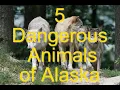 5 Dangerous Animals of Alaska