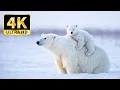 Lagu 4K Winter Wildlife Paradise - Beautiful Animal Moments with Relaxing Music