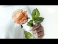 張韶涵 - 折斷玫瑰 (《匿殺》電影推廣曲)『親手摺斷了玫瑰，還問它為何枯萎，親口說的安慰，掩不住心的頹廢。』【動態歌詞MV】