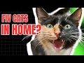 Can FIV Cats Live with Other Cats