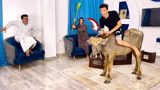 عجل العيد المجنون كسر البيت   السلسيلي دندنها
