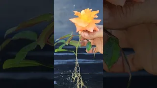 سر لاول مرة تعلم زراعة الورد من الاوراق فقط Rose Plant اكسبلور Garden Rose زراعه ورد 