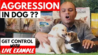 Download Why My Dog Is Getting Aggressive Get Solution With Live Example | Puppy Fighting | Baadal Bhandaari MP3