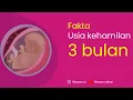 Download Lagu BENTUK JANIN PADA USIA KANDUNGAN 3 BULAN