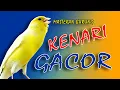Download Lagu KENARI GACOR LAGU ISTIMEWA...MASTERAN BURUNG JUARA...