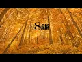 Ane Brun - Halo