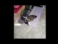 Download Lagu Cats at gym | Jihadi halal cat