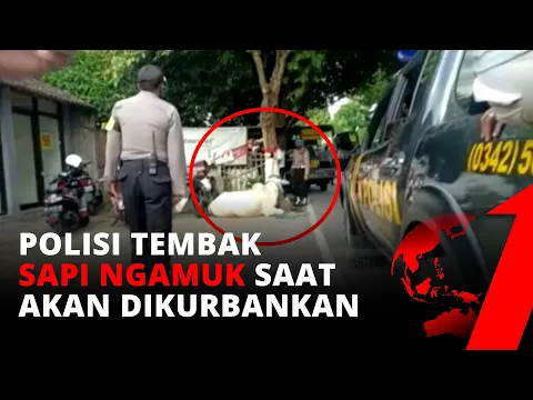 Sapi Berukuran Besar di Surabaya Ngamuk, Warga Panik Berhamburan | tvOne