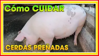 CERDAS Preñadas Cómo CUIDARLAS ǀ Ing. Jannin Hernández Blandón