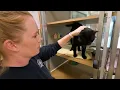 Pasadena Animal Shelter Volunteers - Cat Playtime Handle Cats Safely