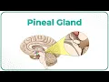 Physiology of pineal gland Animation