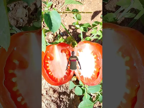 Nice picture 🍅🍅 And the behind the scenes
