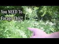 Foraging Wild Carrot Stems The BEST Part of Wild Carrot