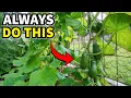 The Thing EVERYONE Does Wrong When Growing Cucumbers