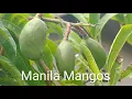 Download Lagu Manila Mango Fruit