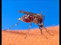 Artificial mosquito mating sounds