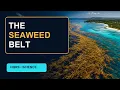The Atlantic s Giant Seaweed Belt Seen From Space