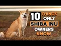 Download Lagu 10 Hilarious Things Only Shiba Inu Dog Owners Understand