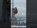 Download Lagu Monkey Clinging On To Empire State Building #monkey #empirestatebuilding #sora2 #ai #breakingnews