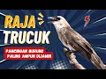 Lagu Masteran Trucukan gacor ropel