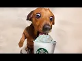 Download Lagu Dogs Being Silly Over a Pup Cup… 😂 Funny Dog Videos 2025
