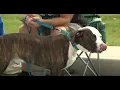 Adoption event spotlights pitties as pets