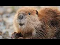 Why Do Beavers Build Dams Explained