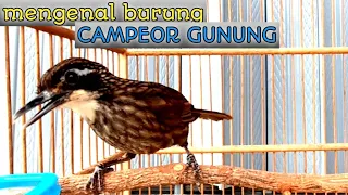 Download Review burung poksay rawa atau rowo rowo MP3