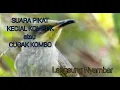 Download Lagu Audio pikat kecial kombok ampuh 100%