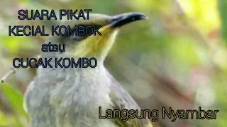 audio pikat kecial kombok ampuh 100 