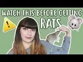 20 THINGS YOU SHOULD KNOW BEFORE OWNING RATS