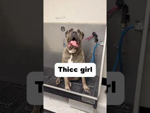 She was so good #canecorso #corsos #doggroomer  #dogsofyoutube  #dogbath