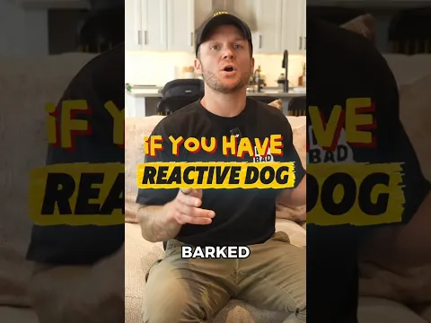 Your Reactive Dog Barked on the Walk. Did You Actually Fail?