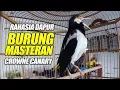GOPRO HERO | Jalak Suren FULL ISIAN Kenari Gampang GACOR | Burung Masteran CROWNE CANARY |