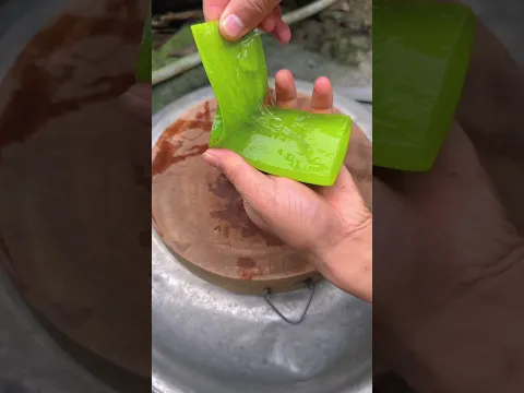 Harvesting aloe vera, the amazing uses of aloe vera.