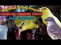 Download Lagu Masteran pleci dakbal malam hari, tembakan kenari sambung ciblek