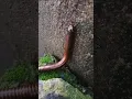 Download Lagu kida makoda snake🐍 #trend #viralvideo #millipede 4k video😱#snailhunter