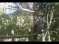 Lagu Burung trucuk isian murai batu